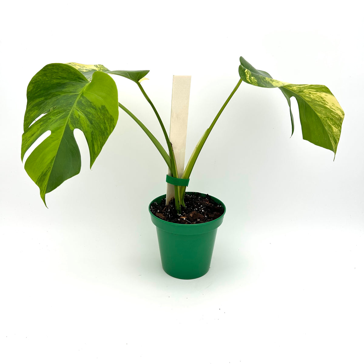 Monstera marmorata tricolor - Exact Plant
