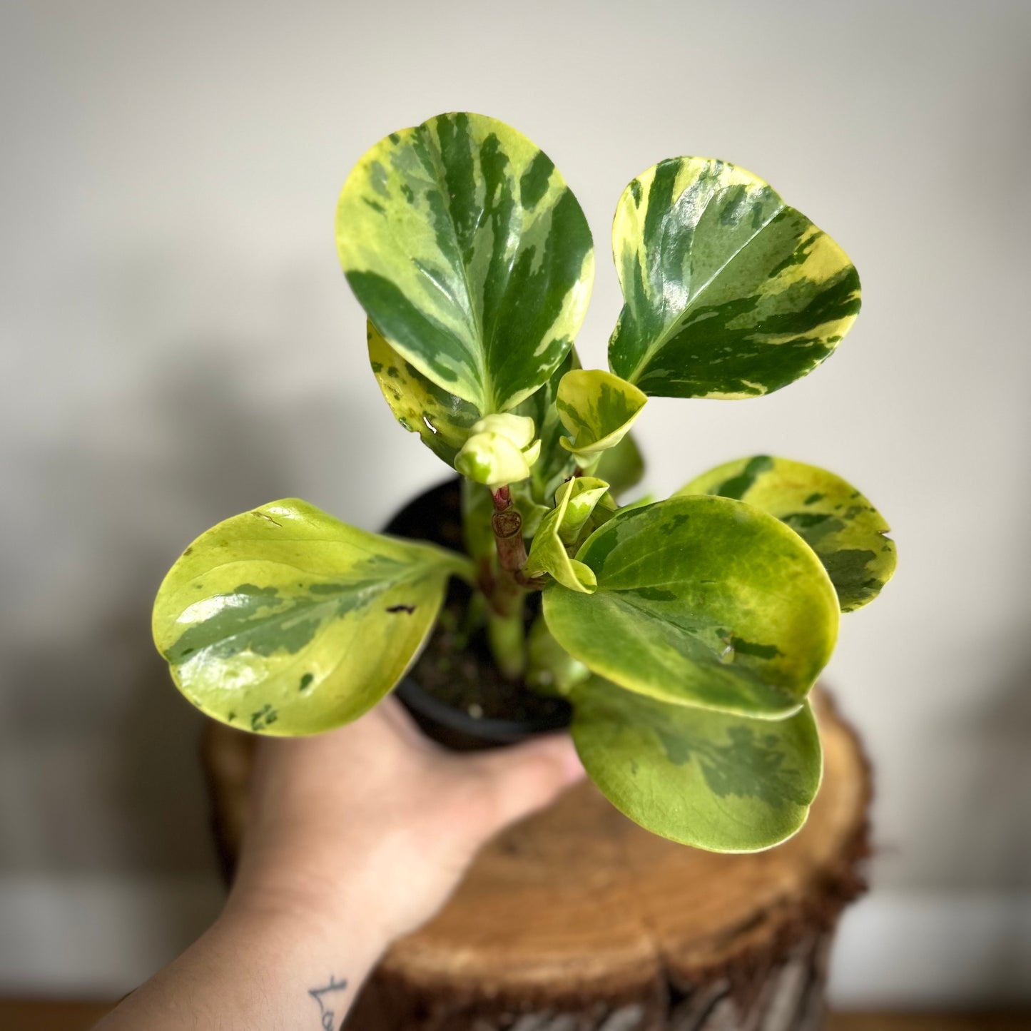 Peperomia Obtusifolia 'Marble'