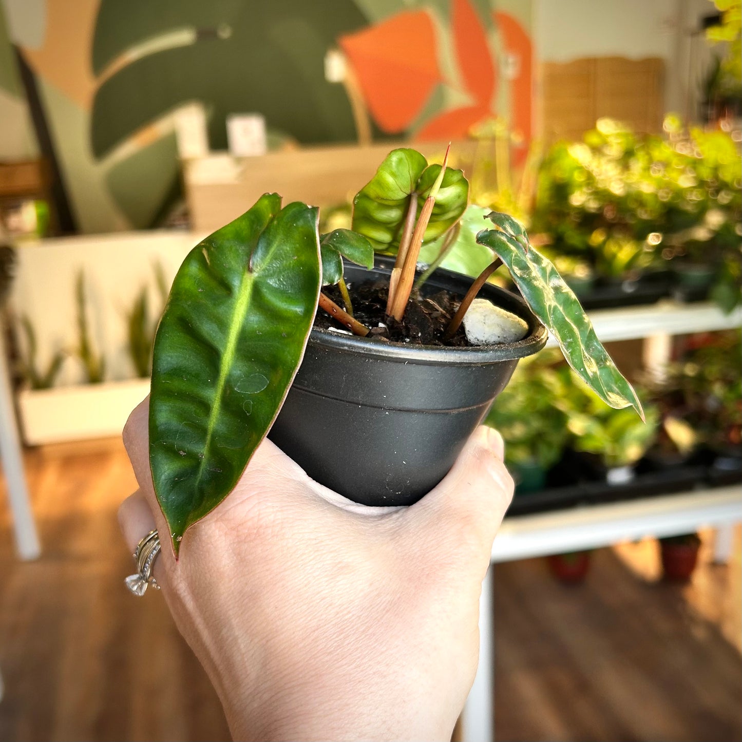 Philodendron Billietiae