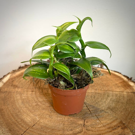 Vanilla Orchid - Variegated (Vanilla planifolia)