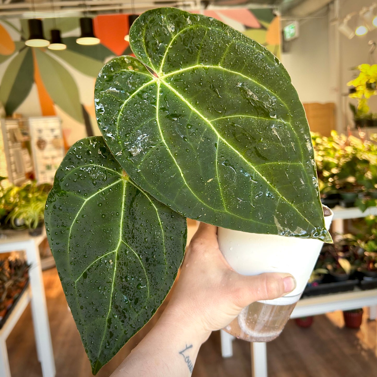 Anthurium 'Ace of Spades’ (standard form)