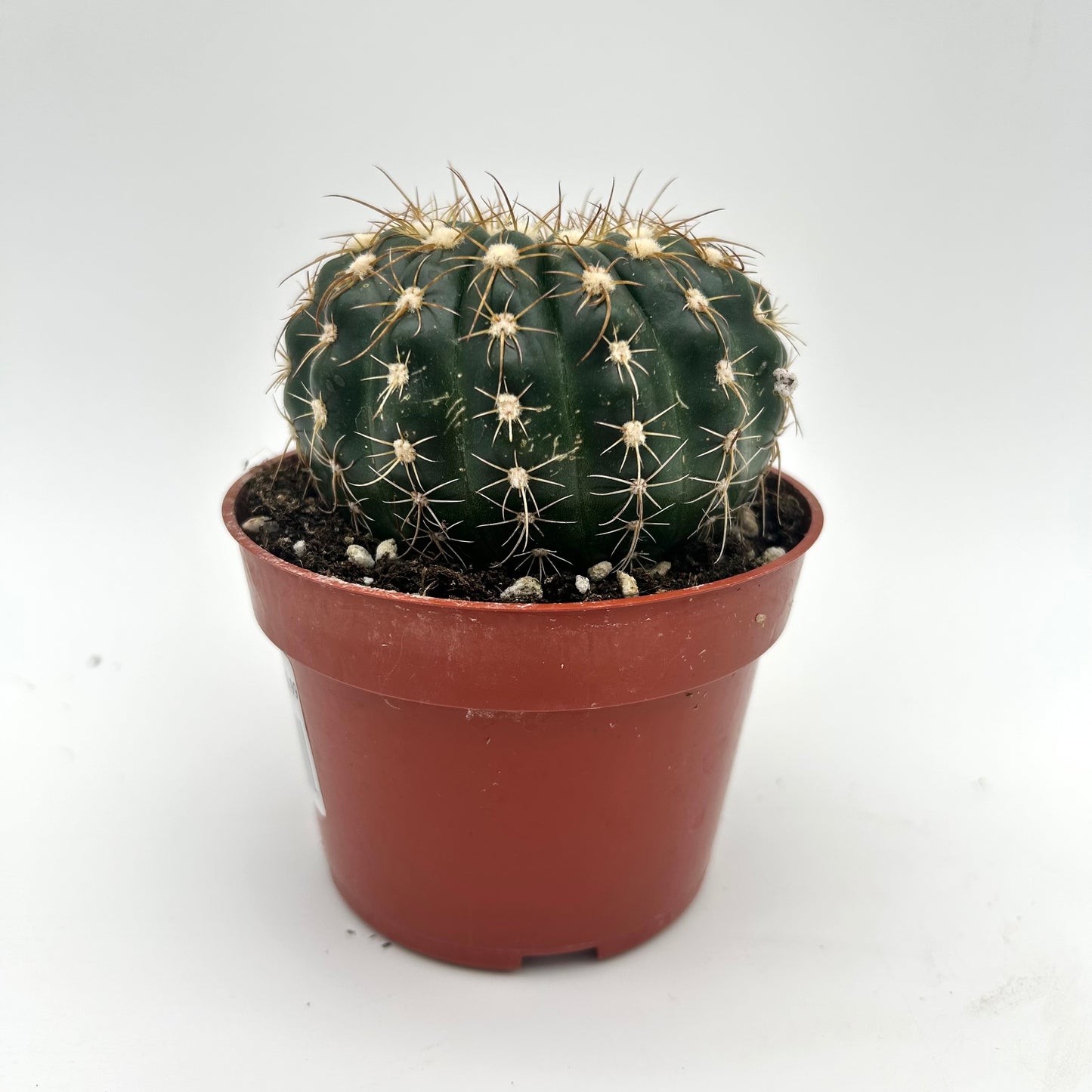 Green Tomato Cactus (Parodia werneri)