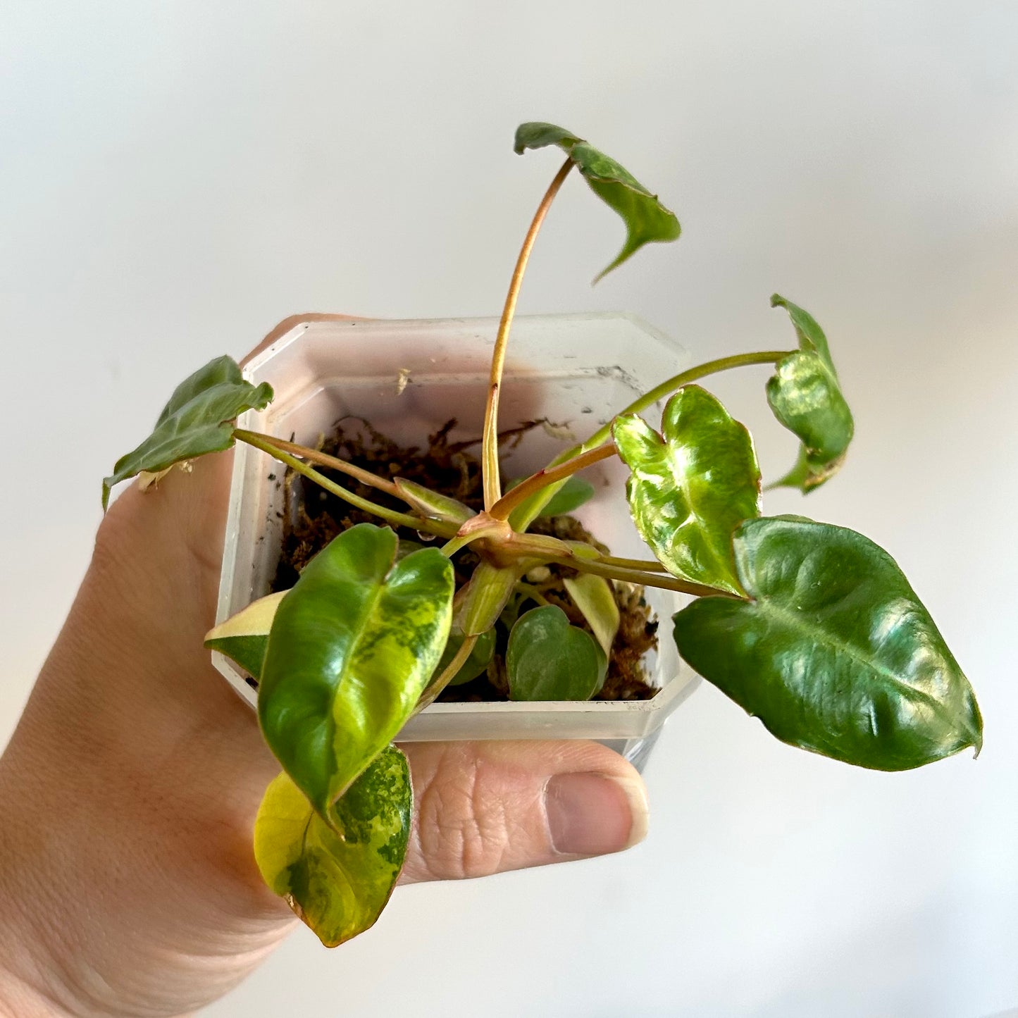 Philodendron Billietiae Variegated - Exact Plant