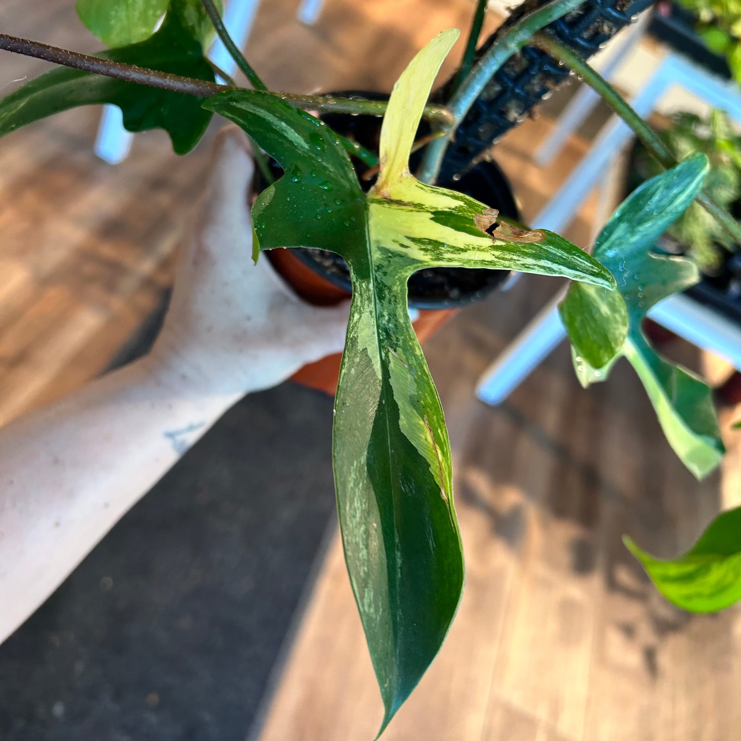 Philodendron Florida Beauty