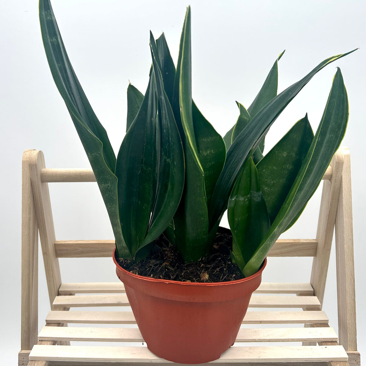 Sansevieria Trifasciata 'Black Diamond’