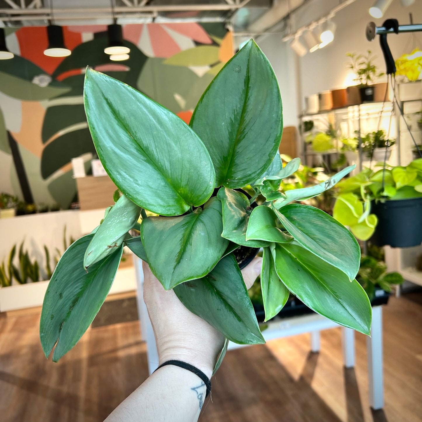 Scindapsus Treubii 'Moonlight' (Sterling Silver Pothos)