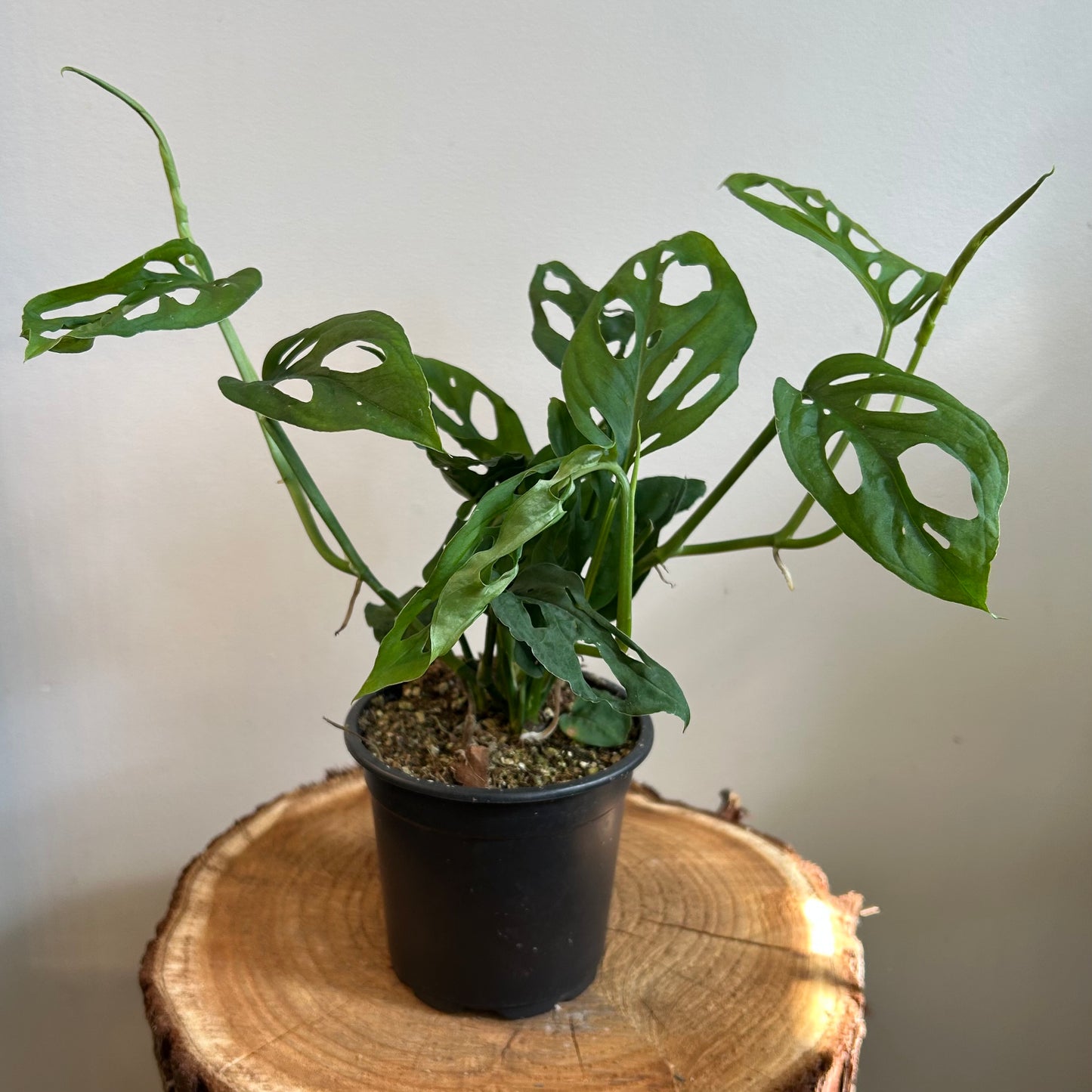 Monstera Swiss Cheese