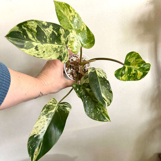 Philodendron 'Emerald King' - Exact Plant