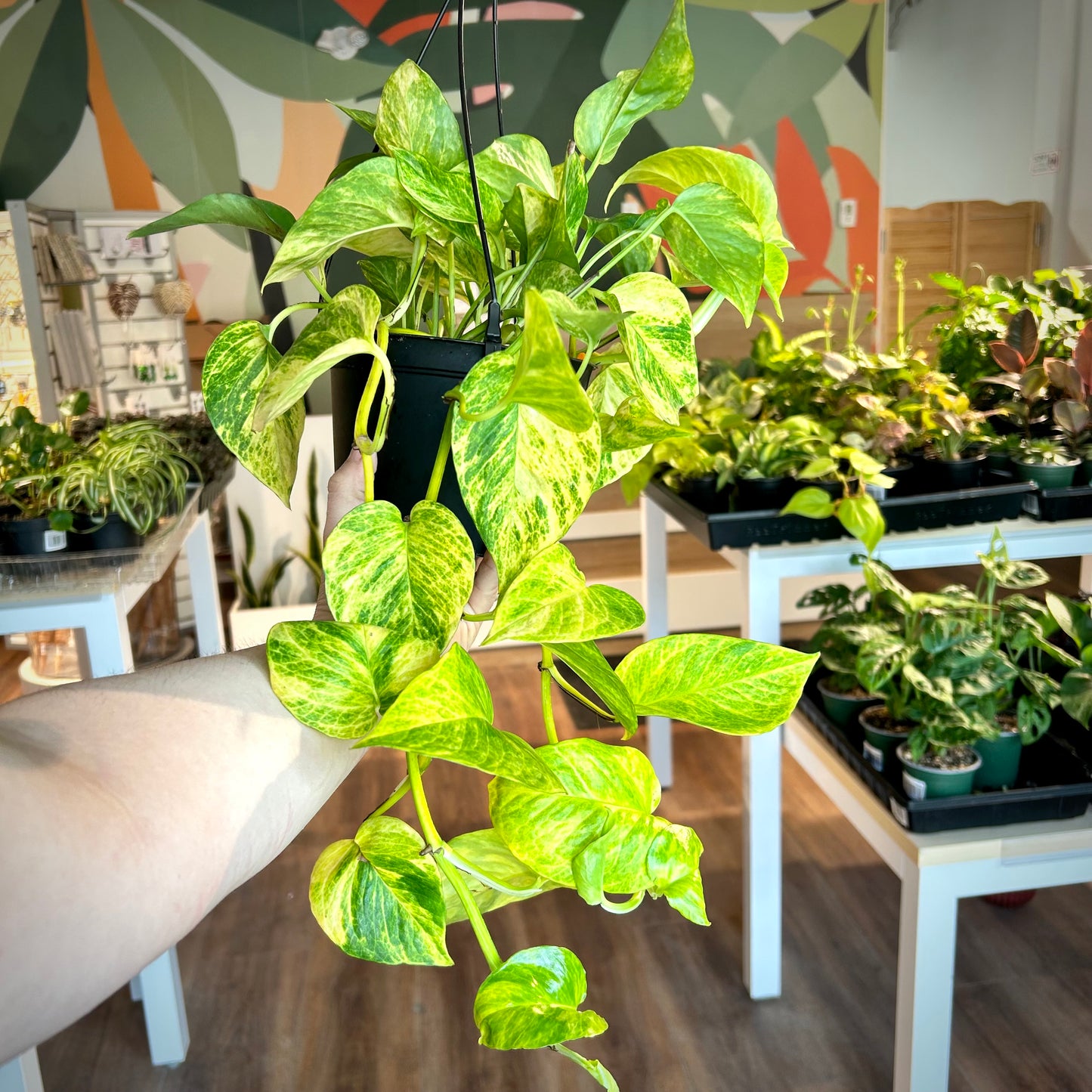 Neon Queen Pothos (Epipremnum aureum ‘Neon Queen’)
