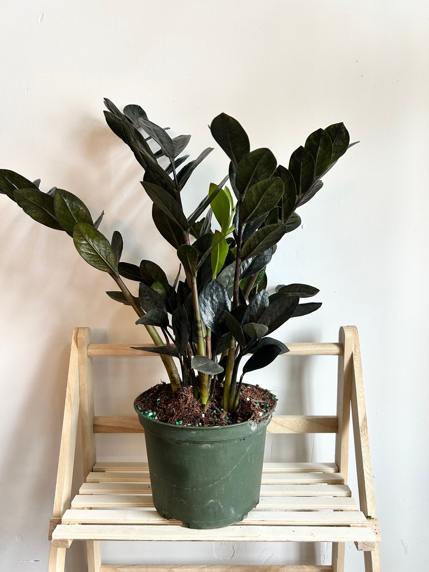 ZZ 'Black Raven' (Zamioculcas Zamiifolia)