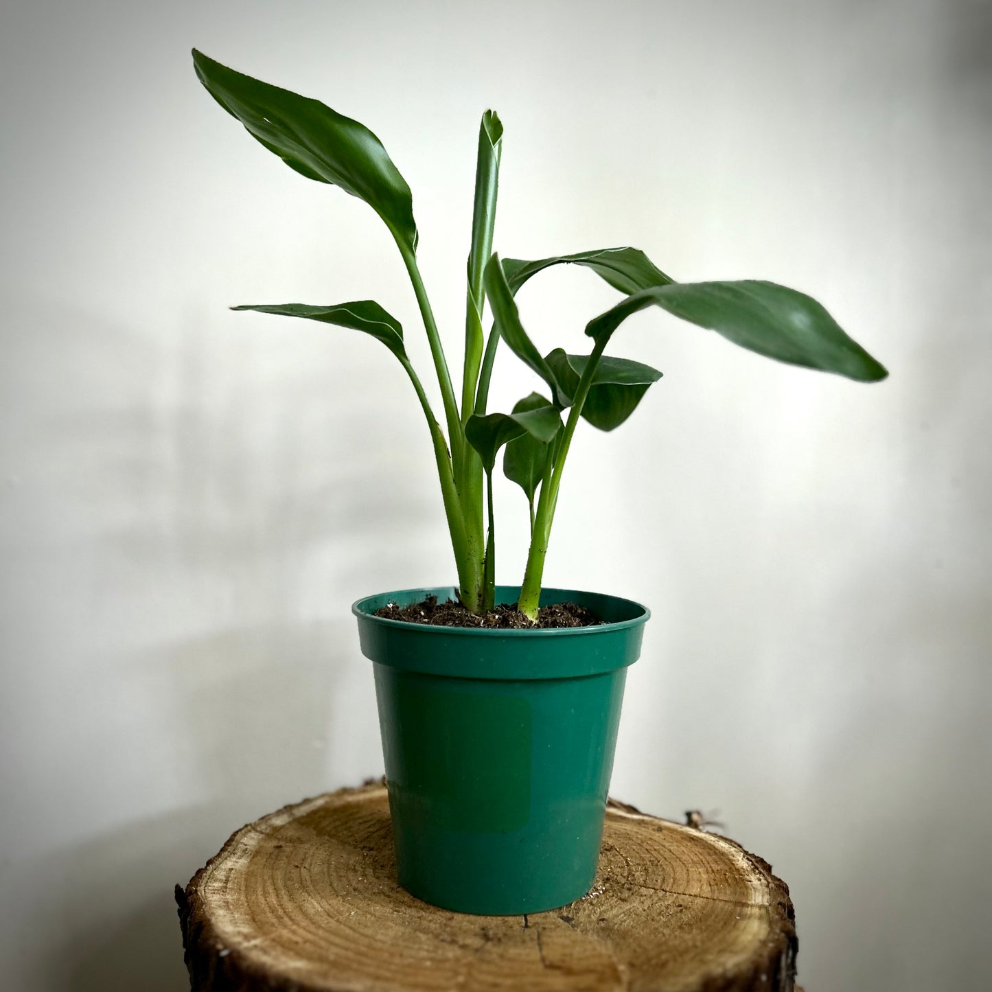 Bird of Paradise - Orange (Strelitzia Reginae)