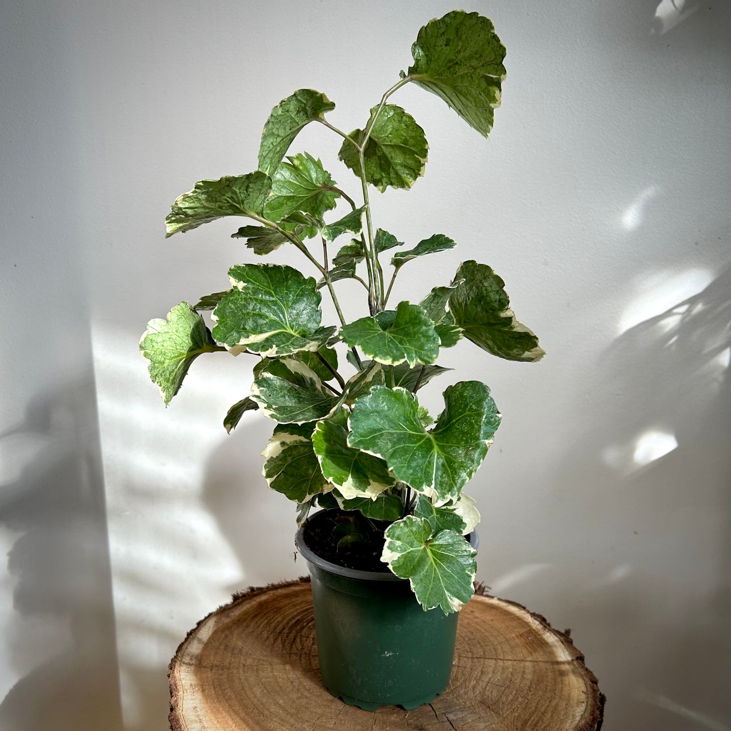 Aralia balfouriana (Balfour Aralia)