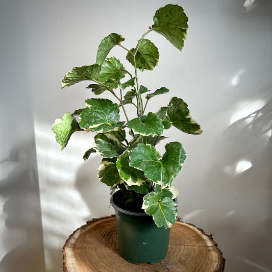 Aralia balfouriana (Balfour Aralia)