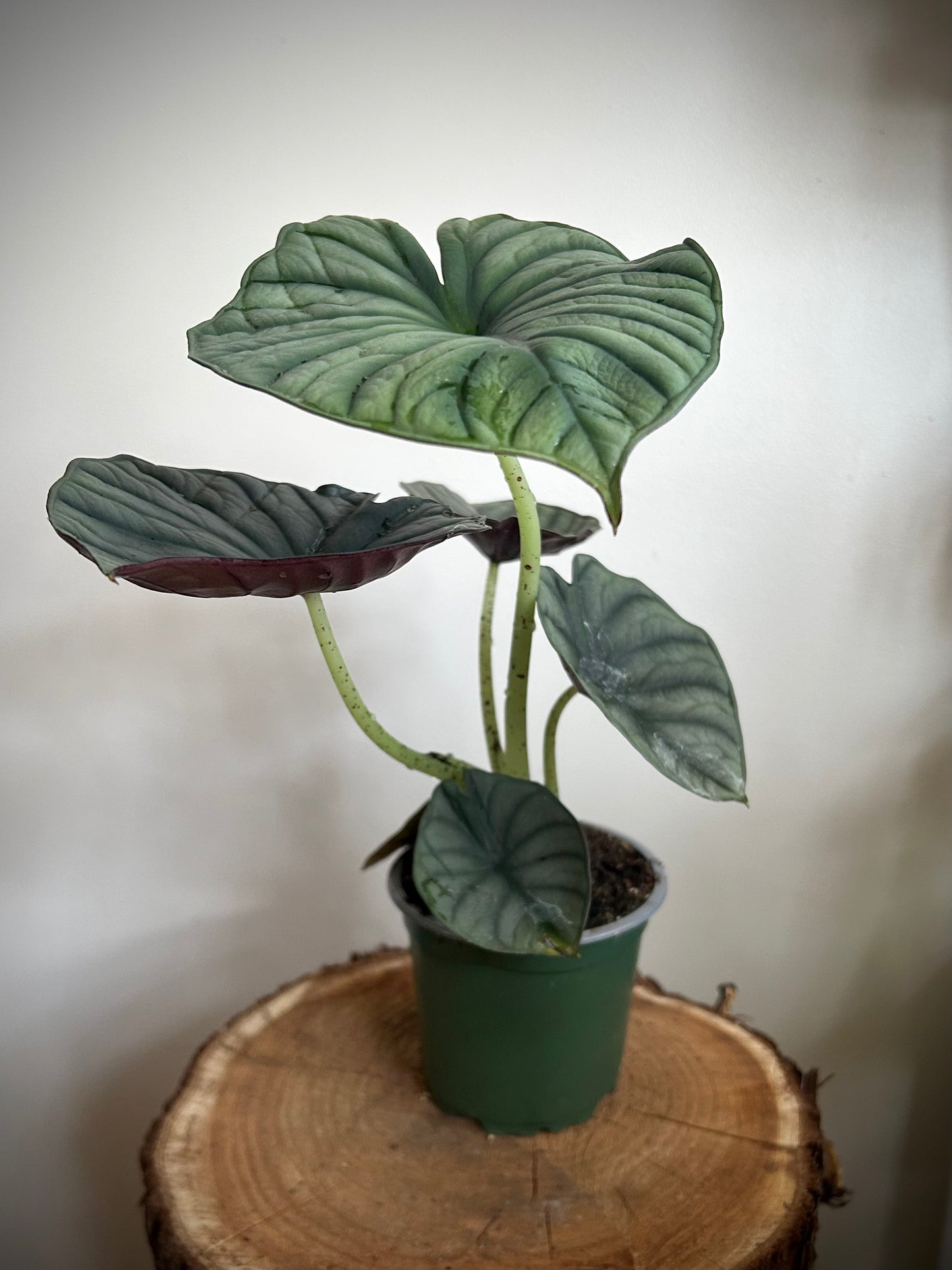 Alocasia Nebula "Black Diamond"
