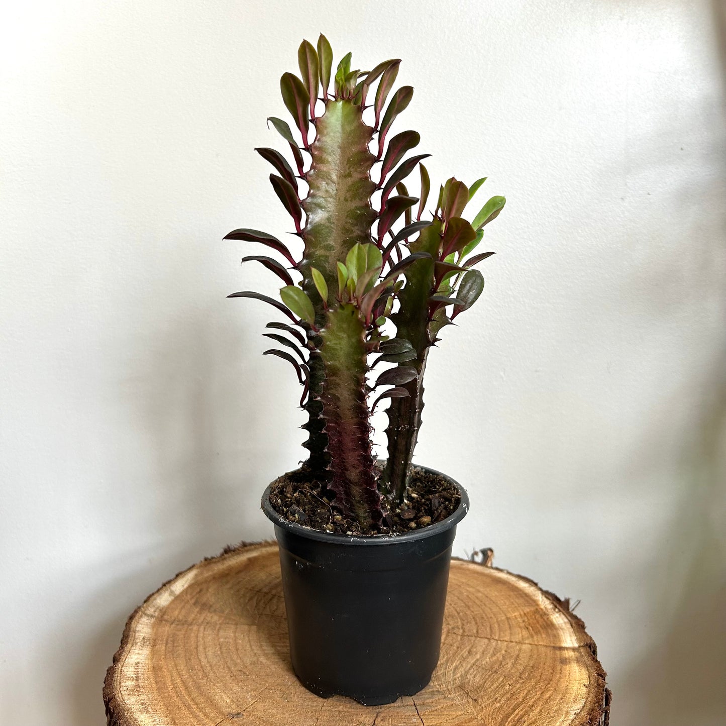 Euphorbia Trigona - African Milk Tree - Red