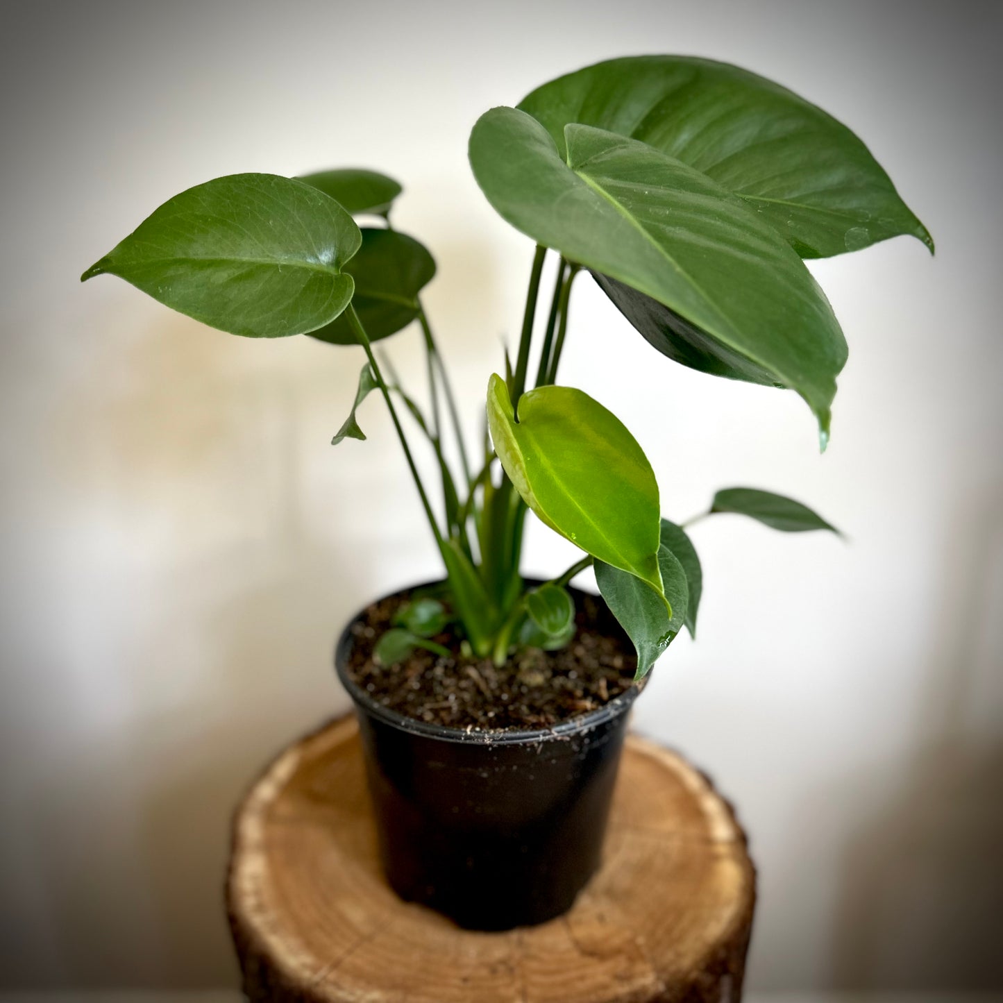 Monstera Deliciosa