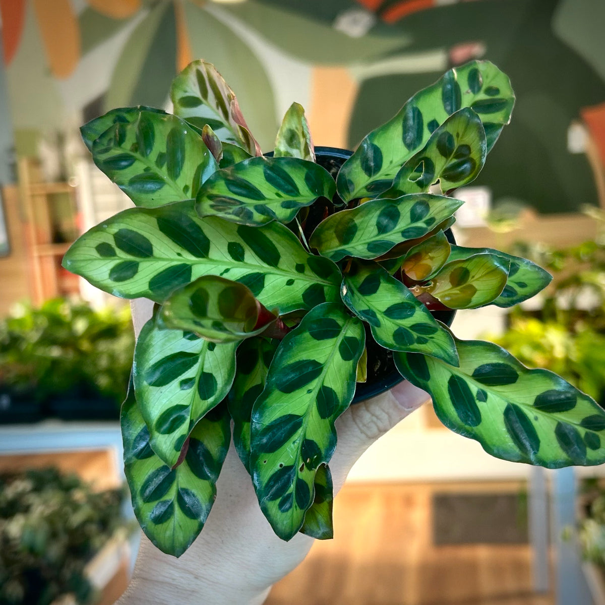Calathea Insignis / Goeppertia Insignis (Rattlesnake)