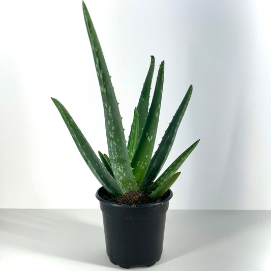 Aloe Plant