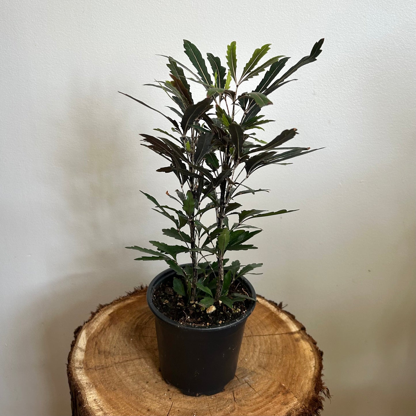 False Aralia (Plerandra elegantissima)