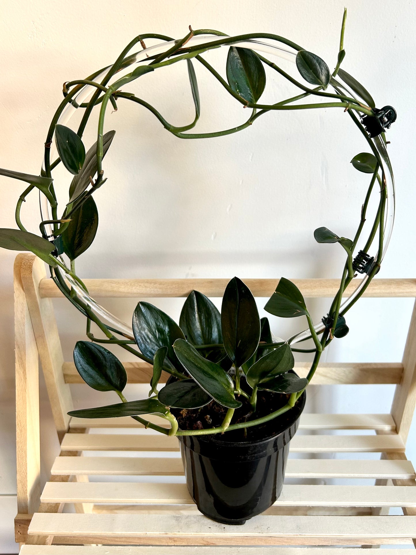 Scindapsus truebii ‘Dark Form’ (Nearly Black Pothos) - with hoop