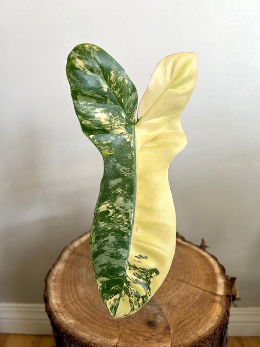 Philodendron 'Jennifer' (Florida Beauty x Billietiae) - Exact Plant