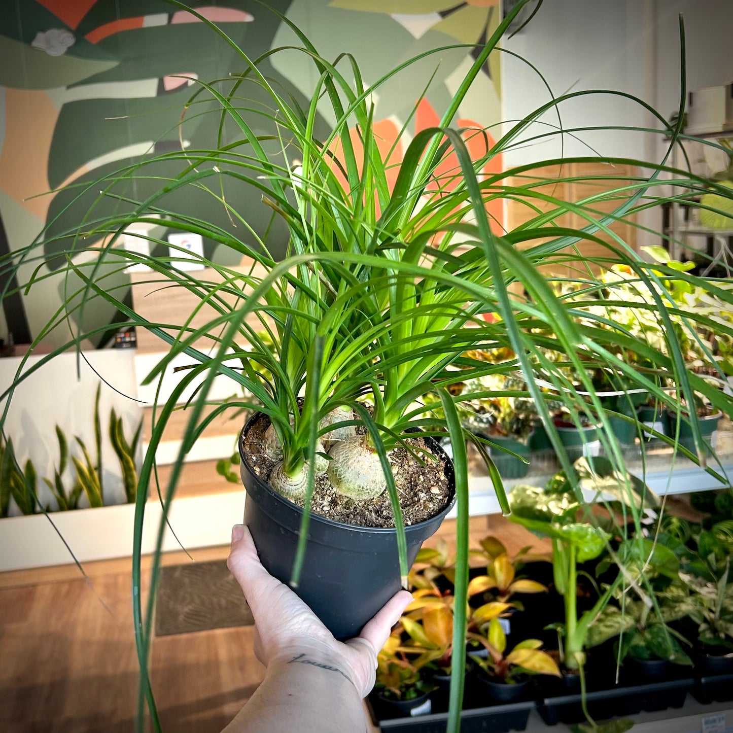 Ponytail Palm - Beaucarnea Recurvata