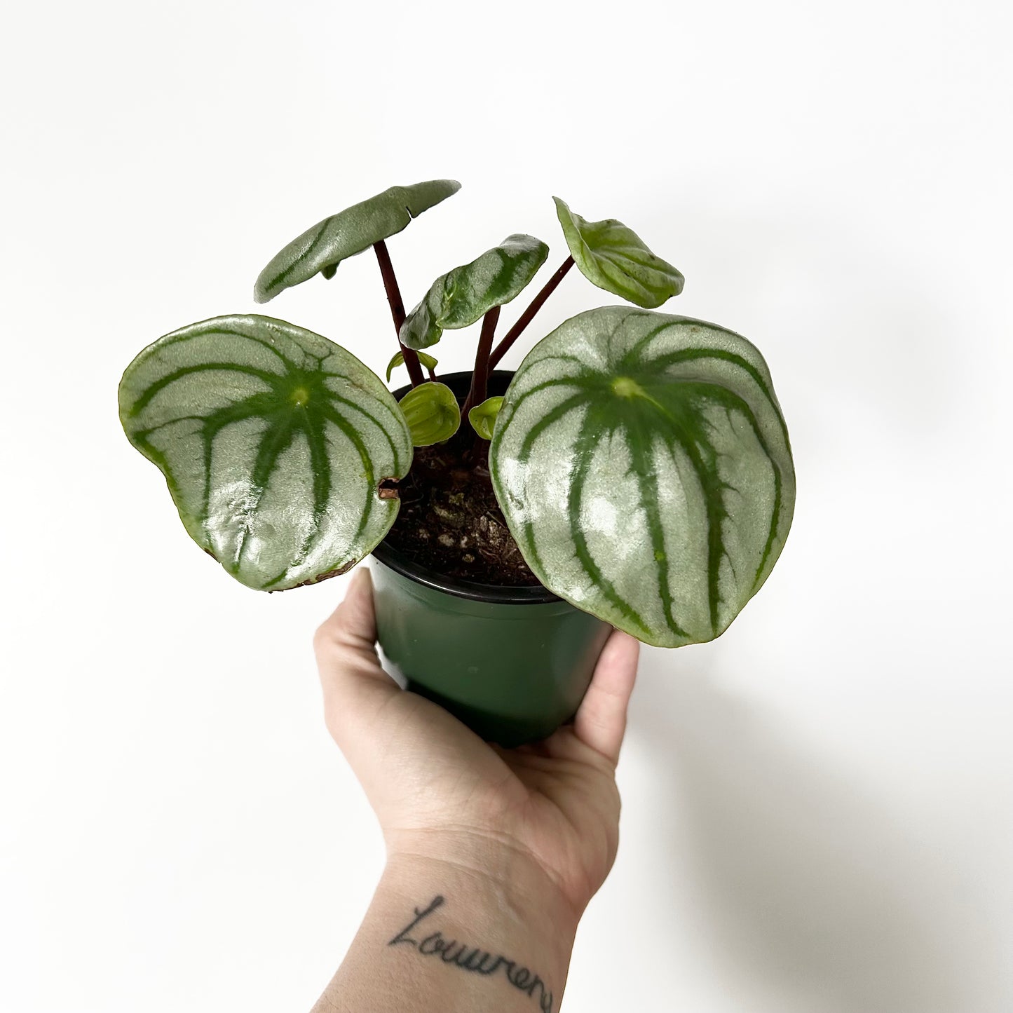 Watermelon Peperomia (Peperomia Argyeia)
