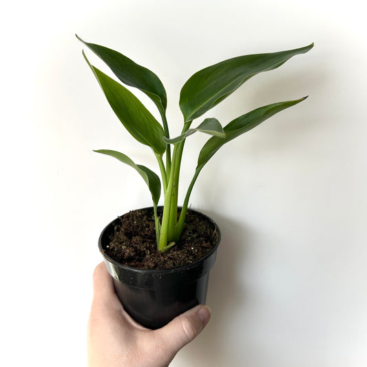 Bird of Paradise - Orange (Strelitzia Reginae)