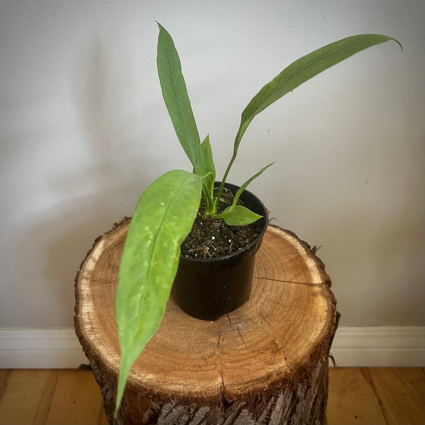 Anthurium Vittarifolium