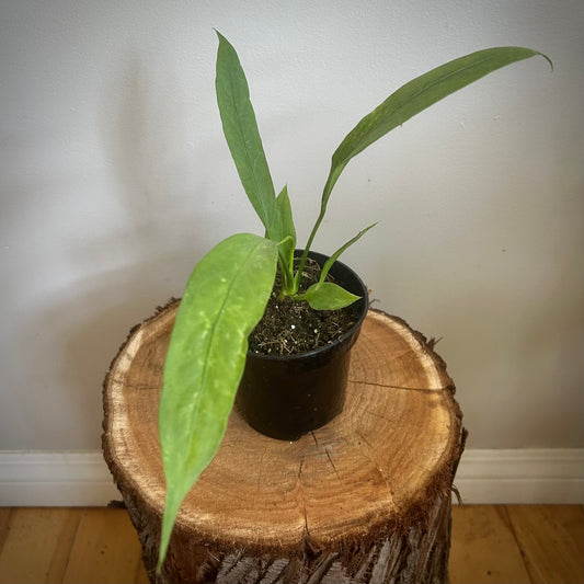 Anthurium Vittarifolium