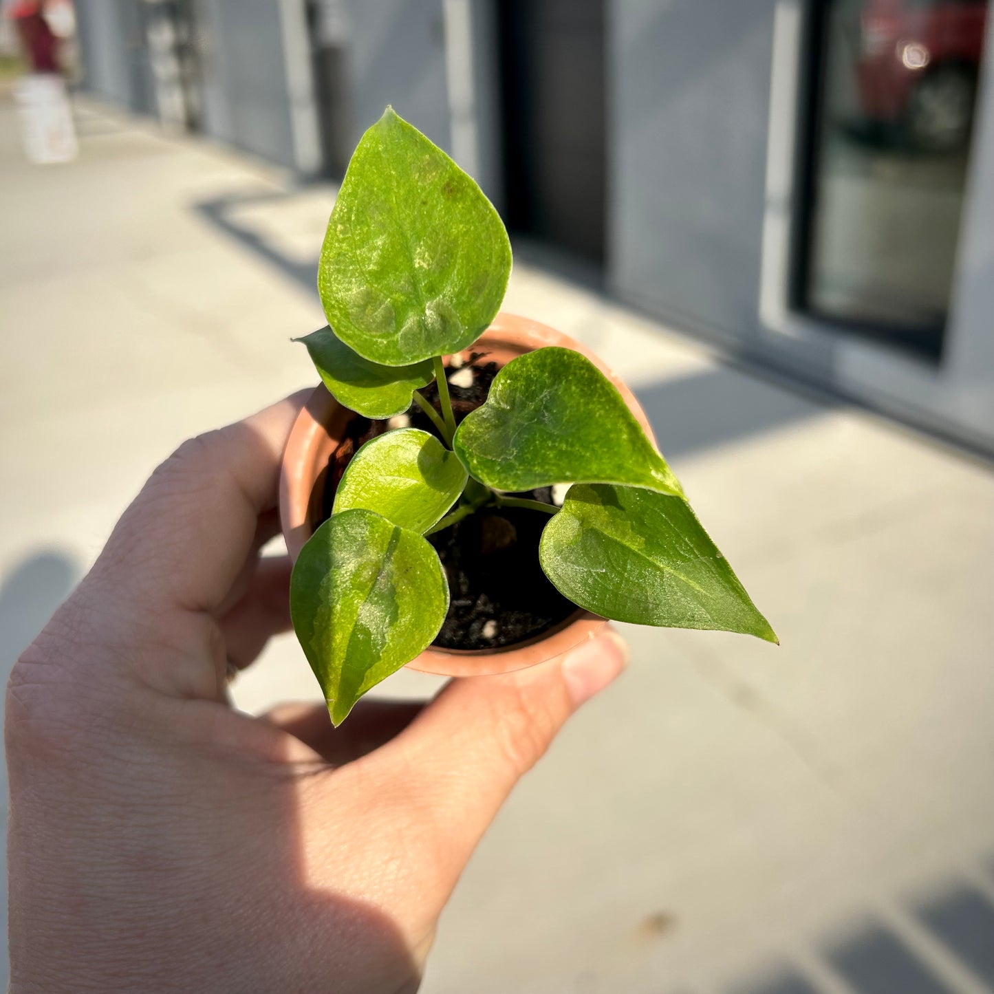 Alocasia Cucullata Variegated - Corm grown, exact plant