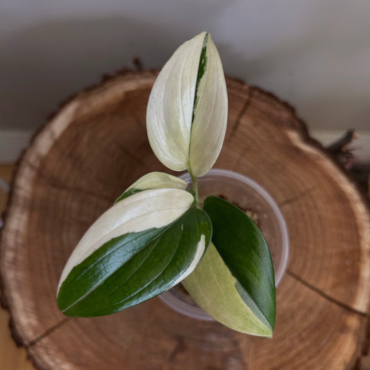 Scindapsus 'Blue Albo' - Exact Plant