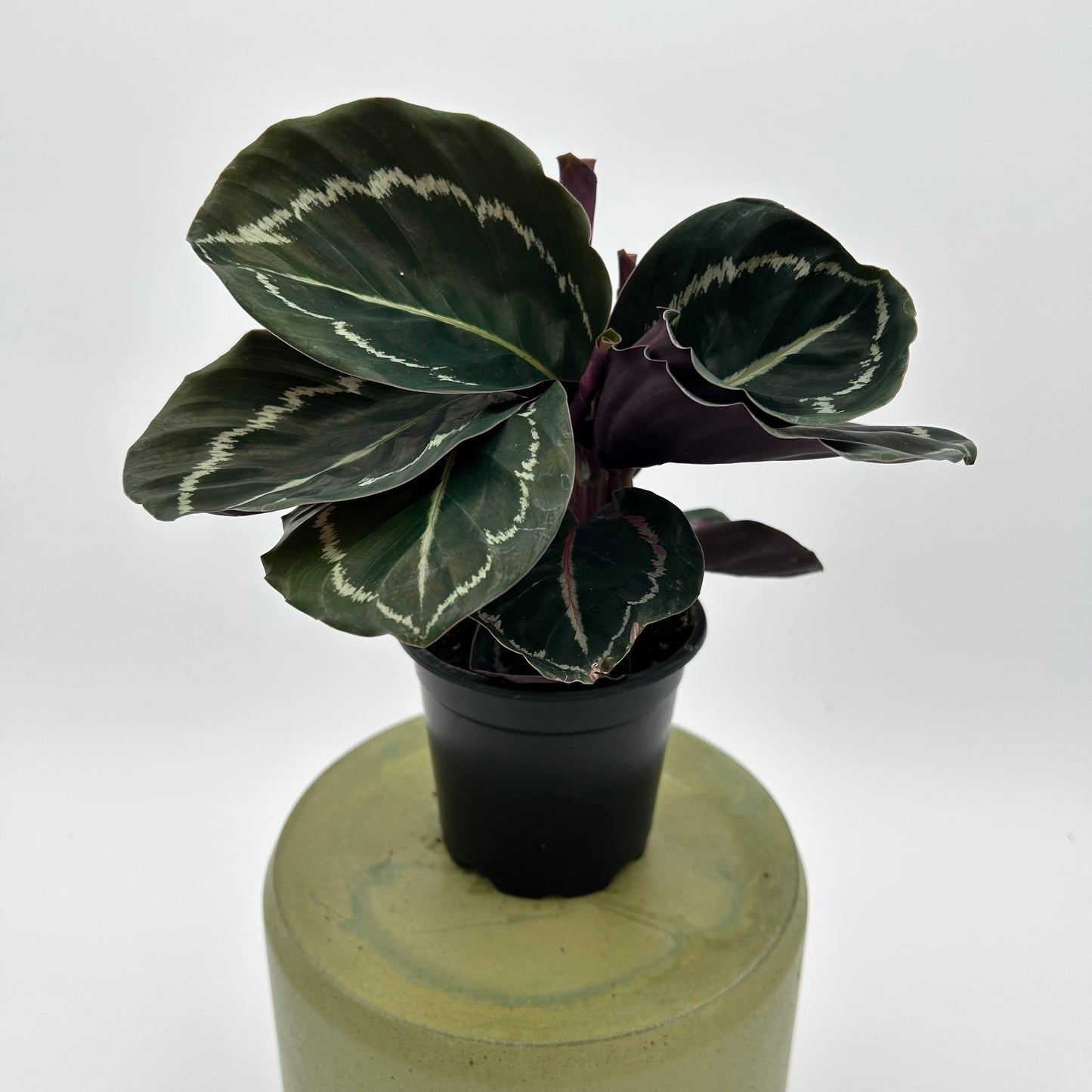 Calathea Roseopicta 'Medallion’