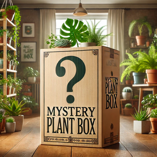 $25 Mystery Plant Box