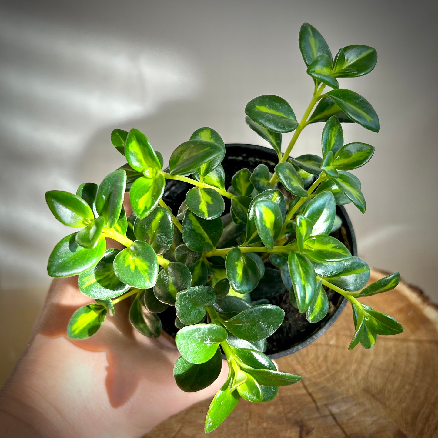 Goldfish Plant (Nematanthus gregarius)