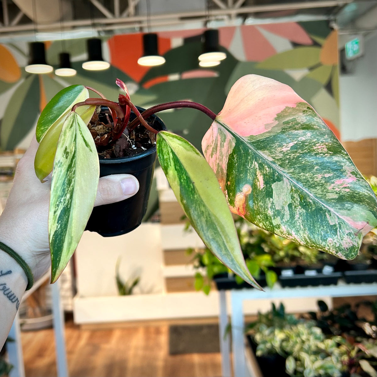 Philodendron "Strawberry Shake”