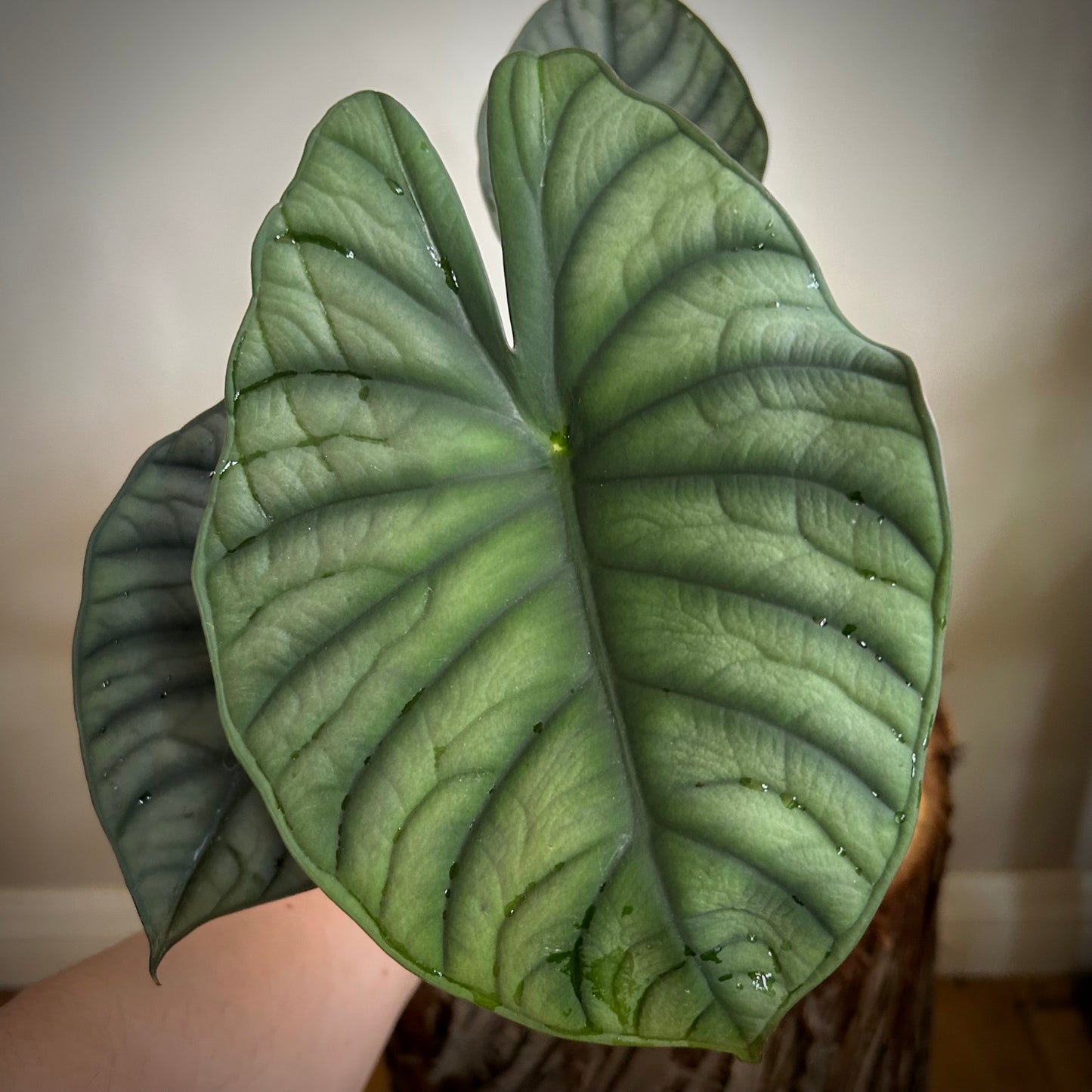 Alocasia Nebula "Black Diamond"