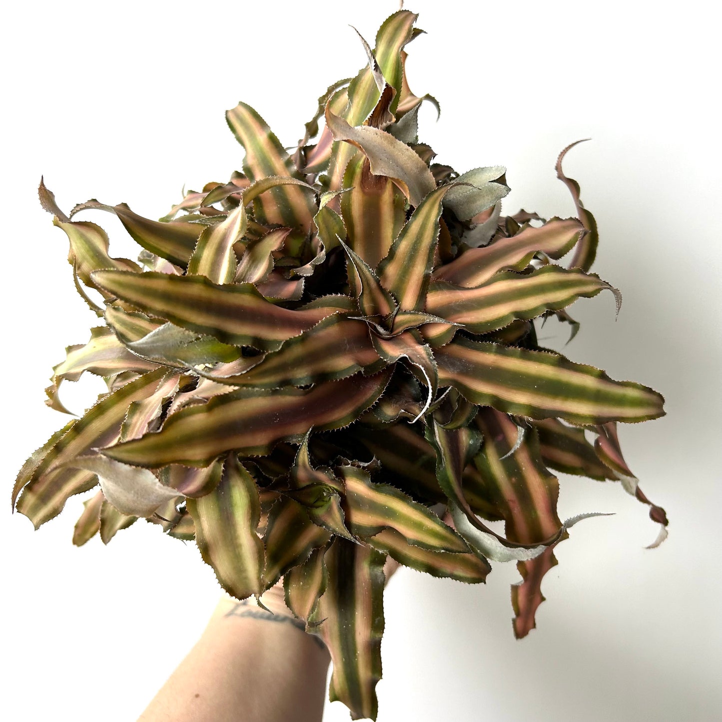 Cryptanthus Bromeliad / Earth Star Plant
