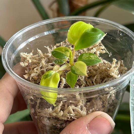 Philodendron Billietiae Variegated - Exact Plant