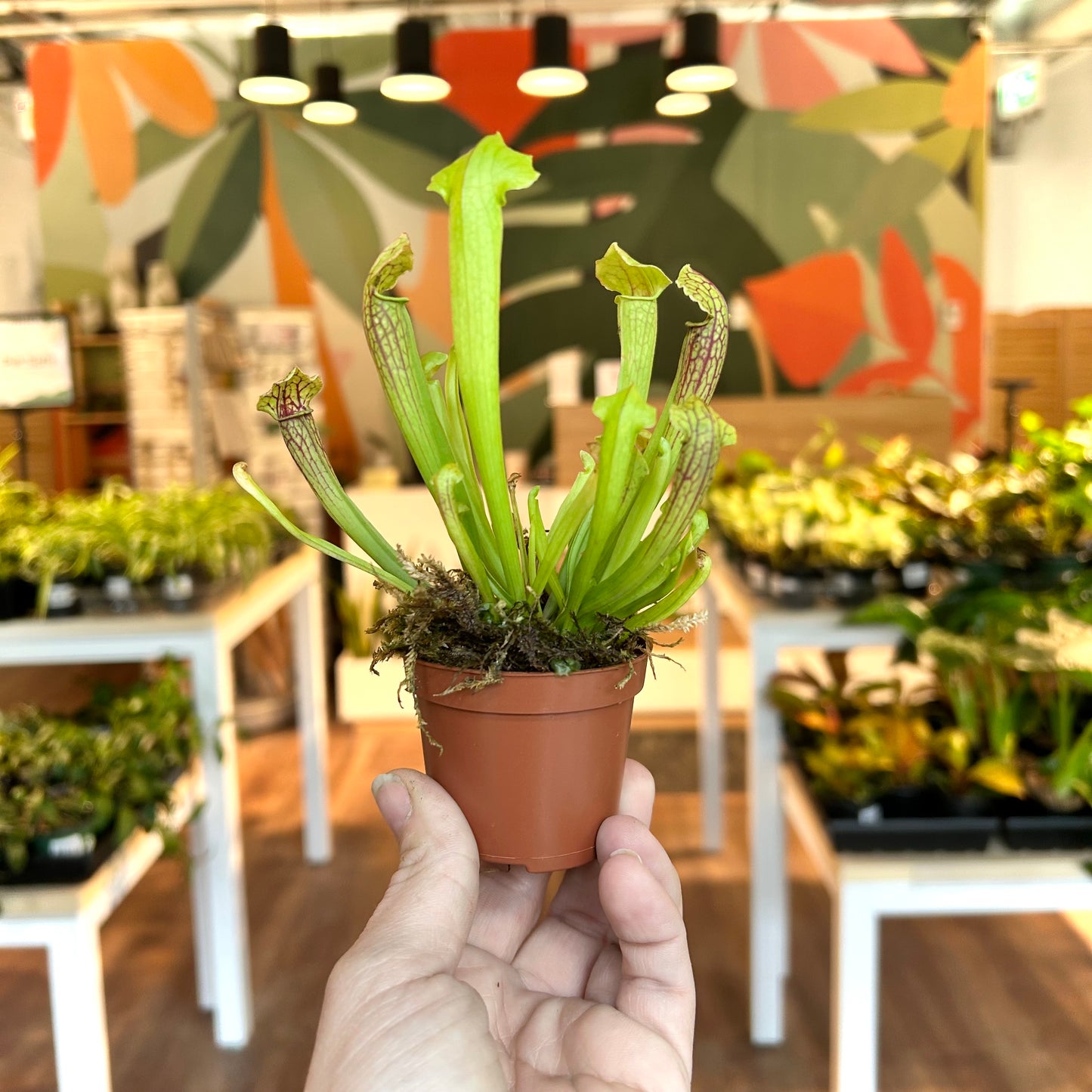 North American Pitcher Plant (Sarracenia)