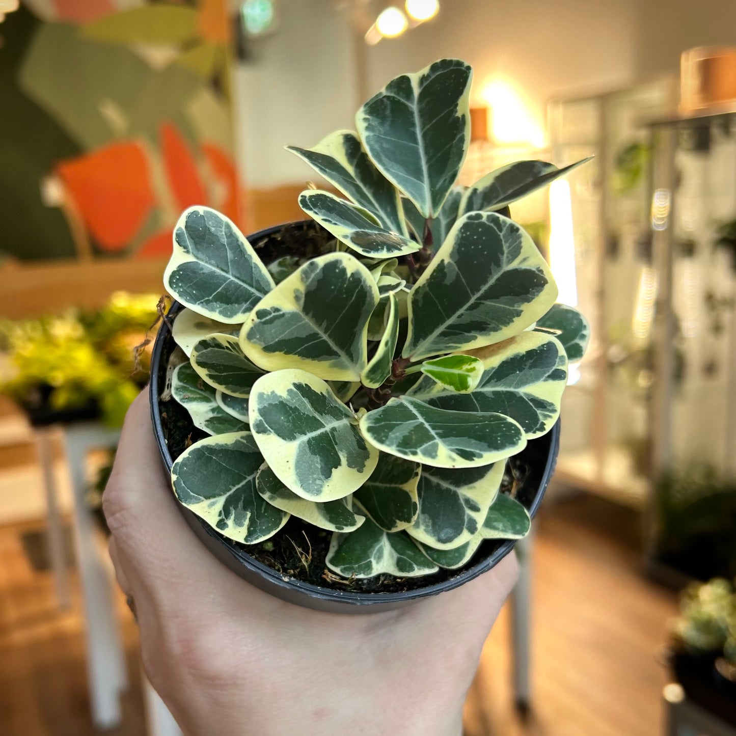 Ficus Triangularis Variegata