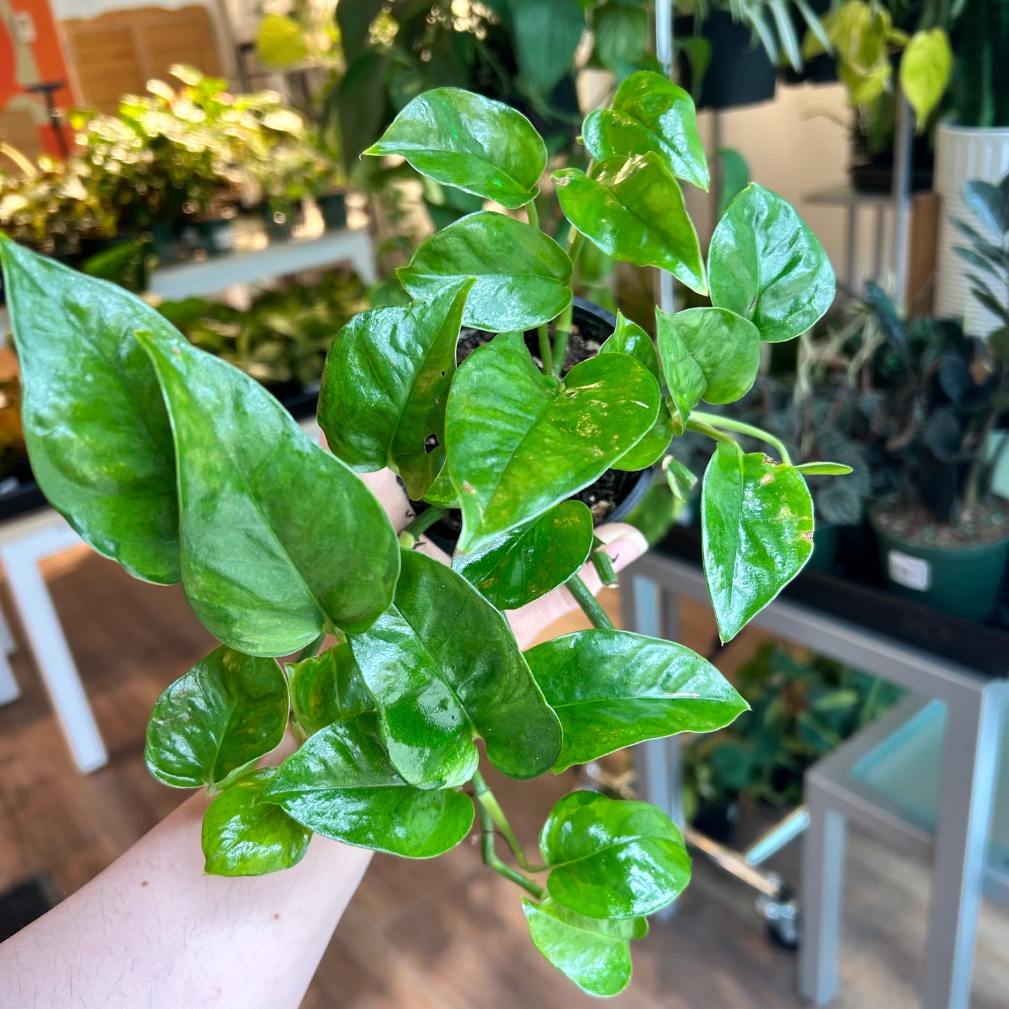 Pothos 'Global Green'