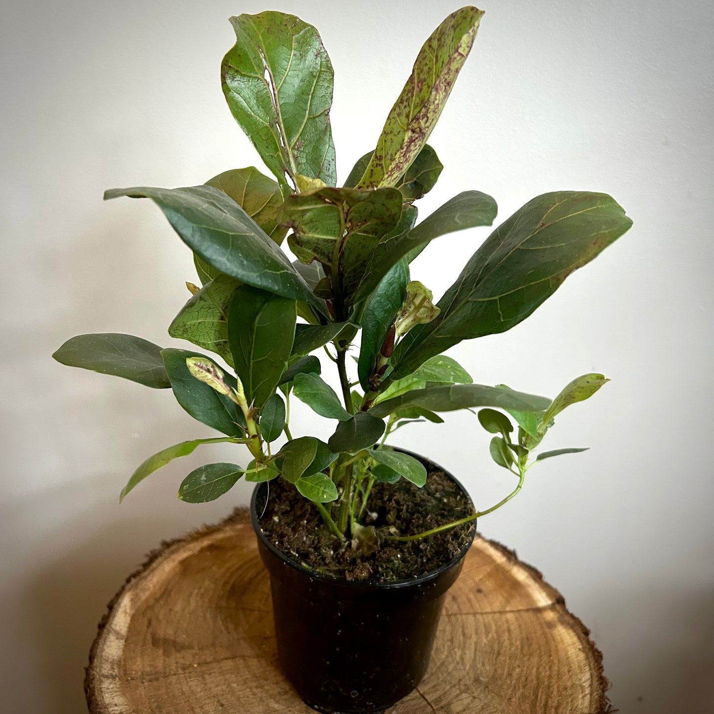Fiddle lyrata (Fiddle Leaf Fig)