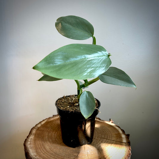 Philodendron hastatum 'Grey' (Silver Sword)