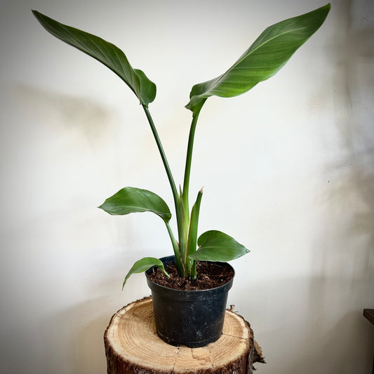 Bird of Paradise - White (Strelitzia nicolai)