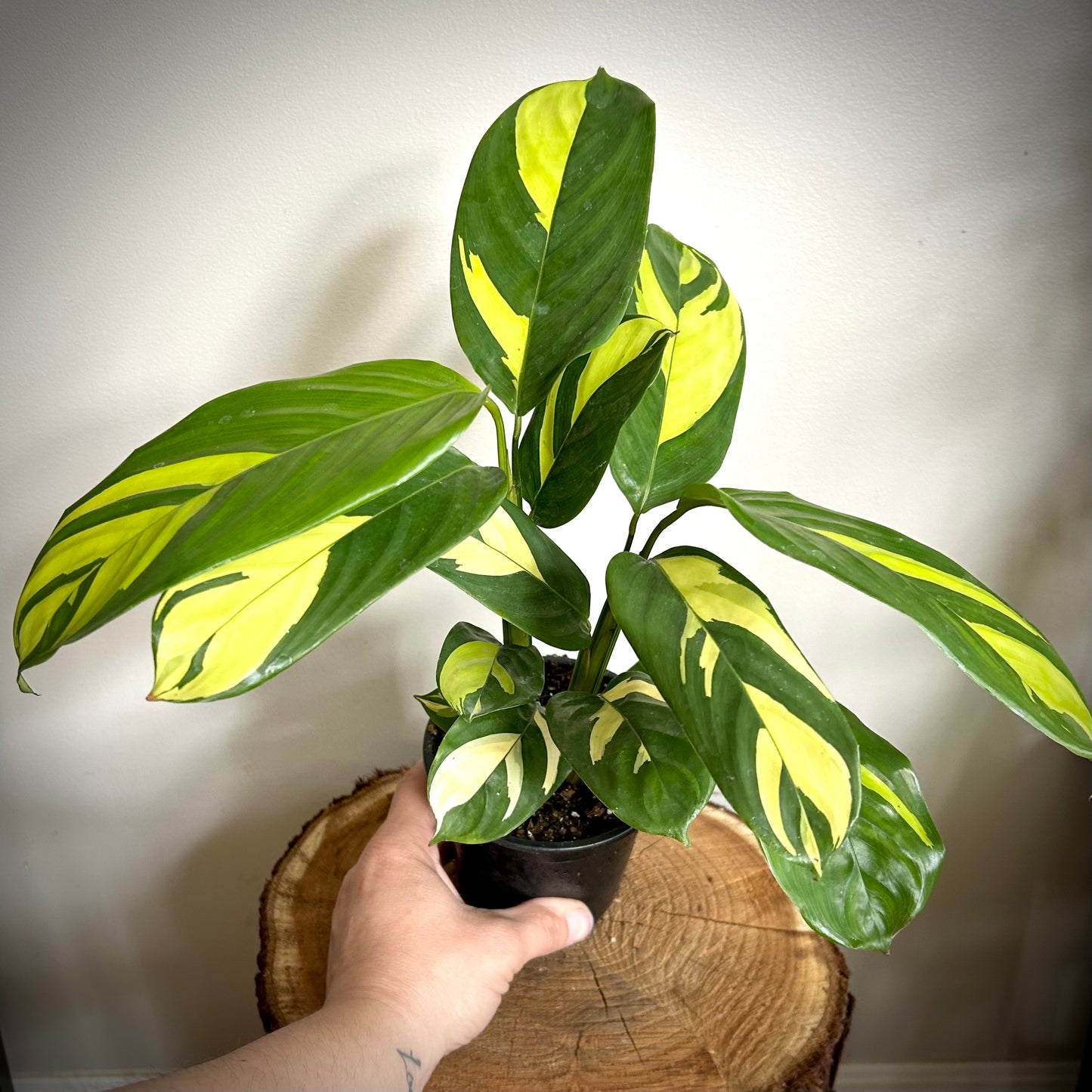 Ctenanthe Lubbersiana 'Golden Mosaic'