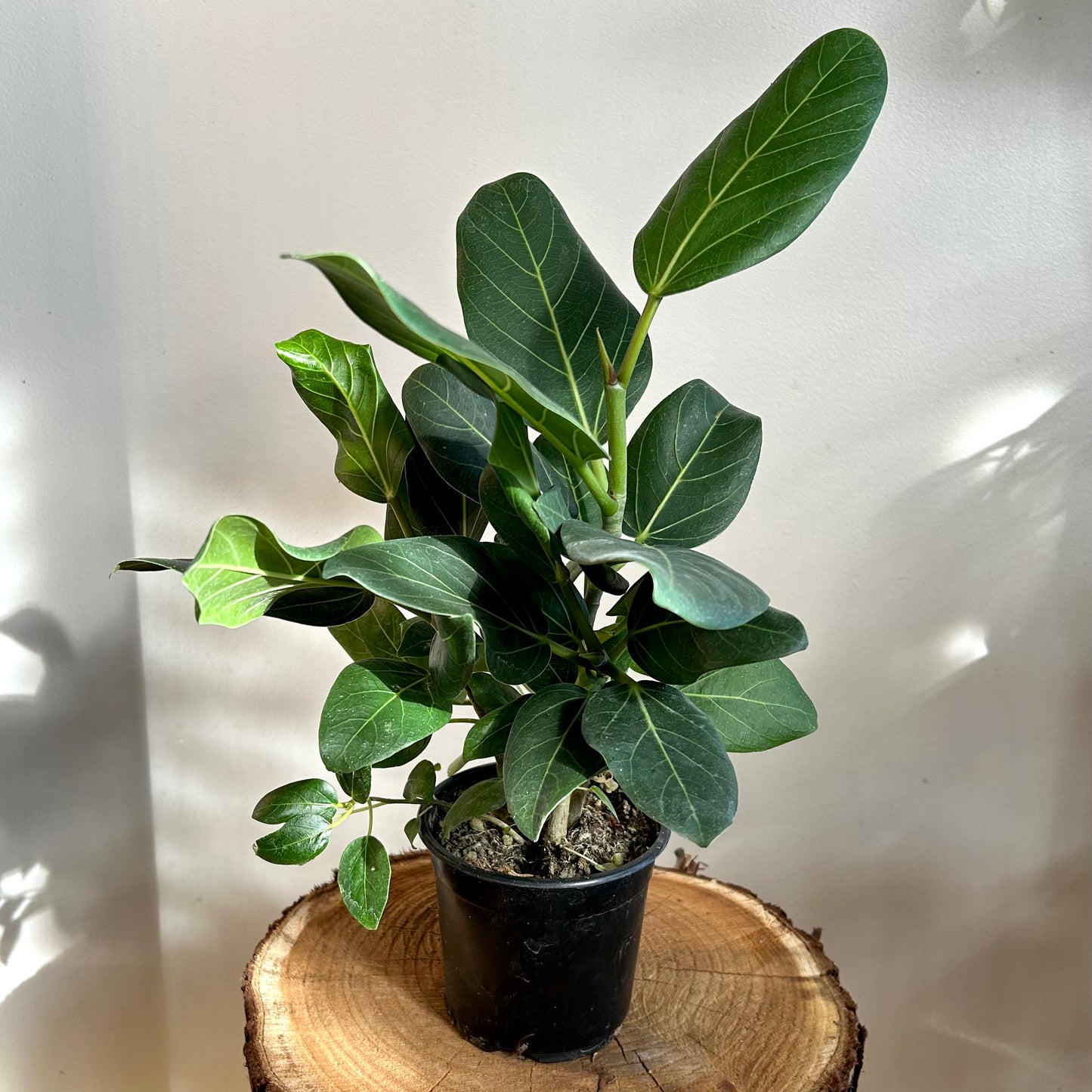 Ficus Audrey (Ficus benghalensis)