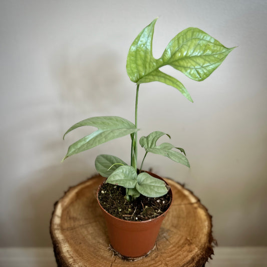 Amydrium medium ‘Silver’