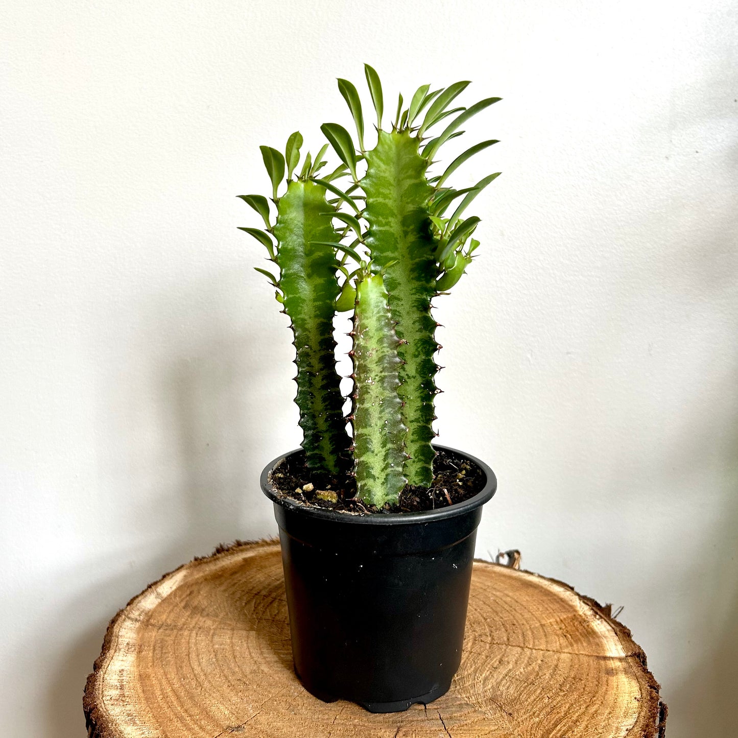 Euphorbia Trigona - African Milk Tree - Green