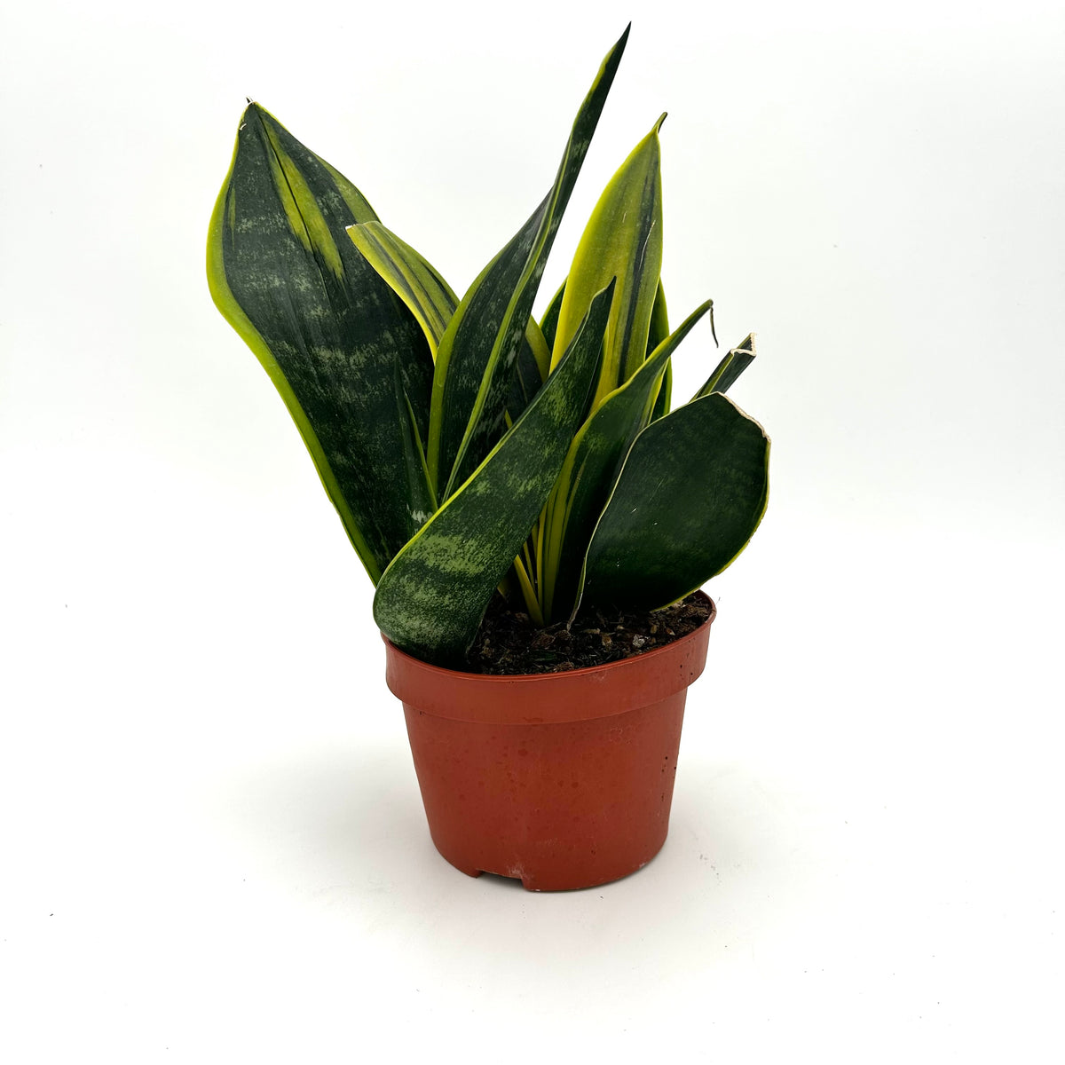 Sansevieria Trifasciata 'Golden Flame’